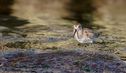 Dunlin - young bird at a seashore on the autumn migration way
