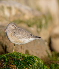 Red Knot - on the autumn migration way at a seashore