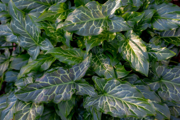 Selefocus of green leaves with white pattern in the garden, Arum italicum is a species of flowering...