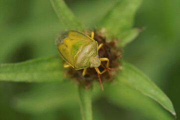 Closeup on a colorful adult gorse shield bug,Piezodorus lituratus sitting on vegetation