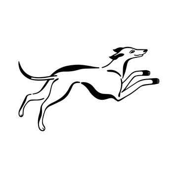 Vector drawing of a running dog. Dog of hunting breed. Greyhound dog outline drawing, line drawing, silhouette isolated on white background.