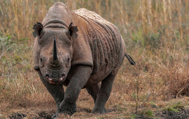 Black rhino in wild