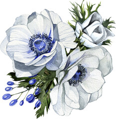 Watercolor Hand Drawn White Anemones Arrangement With Transparent Background