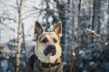 Dog German Shepherd outdoors in the forest in a winter day. Russian guard dog Eastern European Shepherd in nature on the snow and white trees covered snow