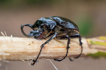 A large beetle (Megasoma mars) in the Amazon rainforest
