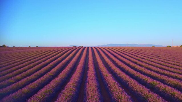Aerial drone footage of picturesque lavender fields in the Provence region. Captures the beauty of the landscape, showcasing endless rows of vibrant purple flowers swaying in the wind. Ideal for