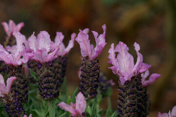  Schopf-Lavendel (Lavandula stoechas)