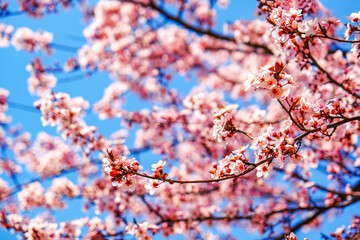 Springtime natural background. Pink sakura cherry blossom.