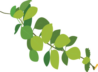 Fototapeta na wymiar green leaves isolated