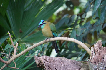Blue-crowned Motmot in Costa Rican rainforest
