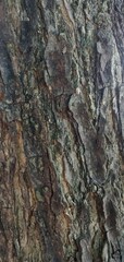 Tree Trunk Surface Texture