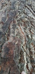 Tree Trunk Surface Texture