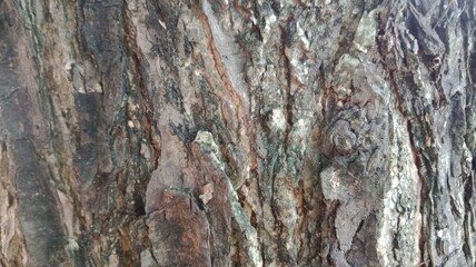 Tree Trunk Surface Texture