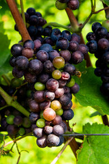 grapes ready for the harvest in Trentino italy