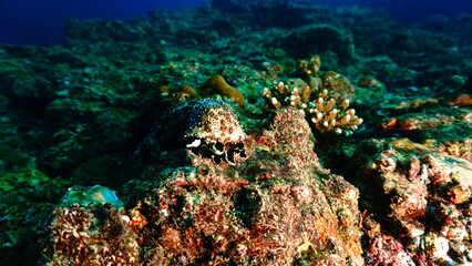Naklejka na ściany i meble Underwater photo of a Sea cucumber at a coral reef