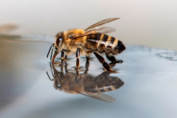 Bee On The Water, Honeybee Macro, Generative AI