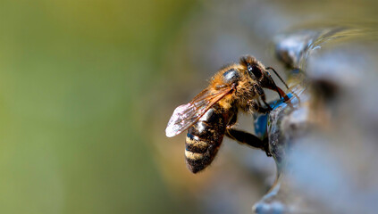 Bee On The Water, Honeybee Macro, Generative AI