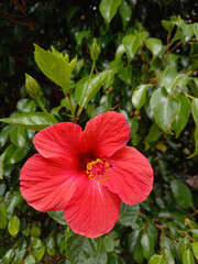 Flower in bloom on Canary islands