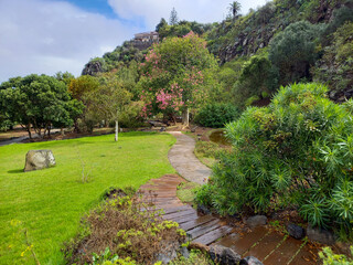 Tree in bloom in Gran Canaria nature park