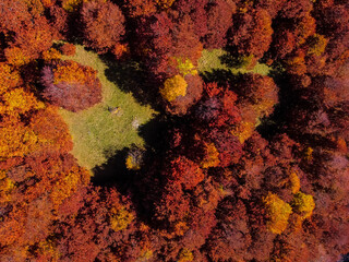landscape in the autumn with orange trees from drone