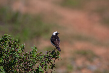little bird watching looking around  in woodland, Pied Wheatear, Oenanthe pleschanka