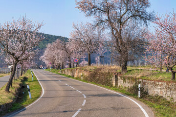 Blossoming almond trees along a country road in the Palatinate/Germany