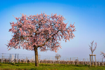 Pink blossoming almond tree in front of a vineyard in the Palatinate/Germany
