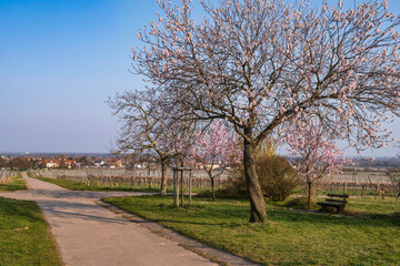 Fototapeta na wymiar Pink blossoming almond tree in front of a vineyard in the Palatinate/Germany