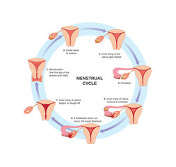 Schematic illustration of menstrual cycle stages.Circular diagram with text.