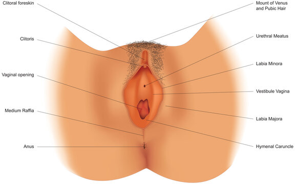 Schematic illustration of female genitalia with indication of organs