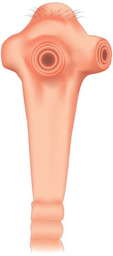 Taenia solium scolex head with hooks and suckers.