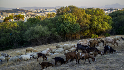 Le troupeau de moutons 