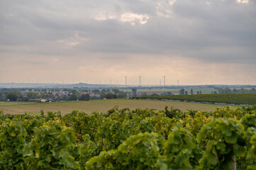 Fototapeta na wymiar Vineyard with vine plants and wind park with lots of wind turbines in the distance during cloudy day