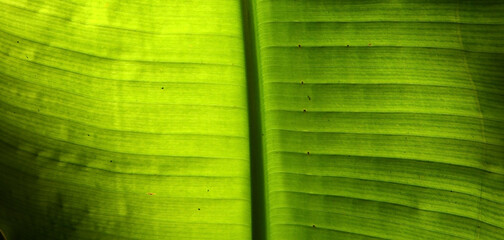 Abstract green palm tree leaf texture close up.Bright tropical natural background with copy space for design.Summer vacation concept. Selective focus