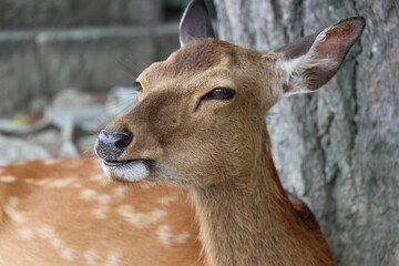 広島県、宮島の風景、厳島神社、工事中の大鳥居、鹿と遊ぶ女の子、参拝する親子