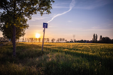 sunset over the field