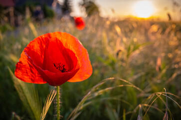 poppy flowers in the field