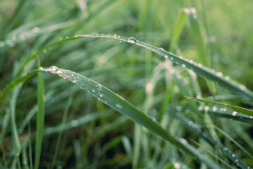dew on grass