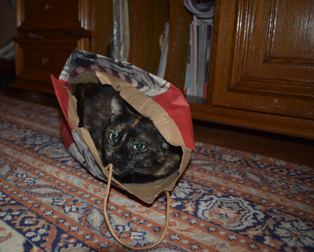 A cute playful young female Tortoiseshell cat is lying down and watching from a colourful cardboard bag on the carpet with patterns in the living room - Powered by Adobe