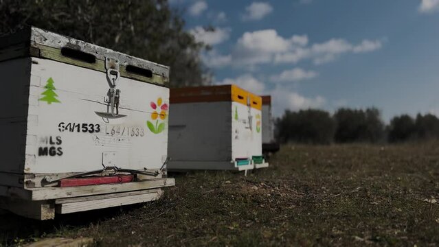 Beehives In The Olive Field, Bees Flying All Around, Mild Winter Day