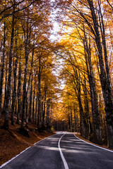 Autumn foliage in Forca d'Acero Abruzzo