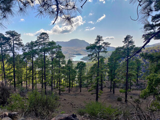 Beautiful forest in mountains on Tenerife 