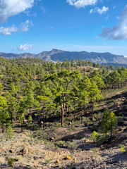 Fototapeta na wymiar Beautiful forest in mountains on Tenerife 