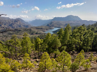 Beautiful forest in mountains on Tenerife 