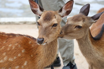 広島県、宮島の風景、厳島神社、工事中の大鳥居、鹿と遊ぶ女の子、参拝する親子
