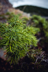 moss on the tree