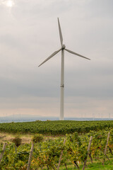 Modern wind turbine, rear view on a vineyard with wind park in the background and vine plants in front during cloudy day