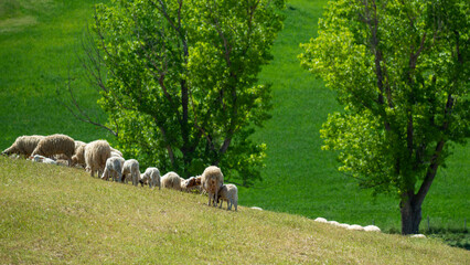 Obraz premium Troupeau de moutons dans une pâture
