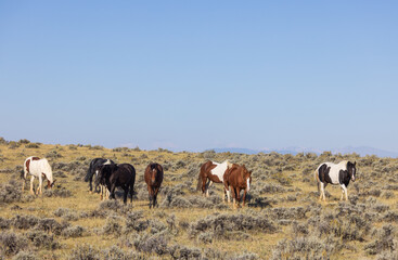 Naklejka na ściany i meble Wild Horses in Autumn in the Wyoming Desert