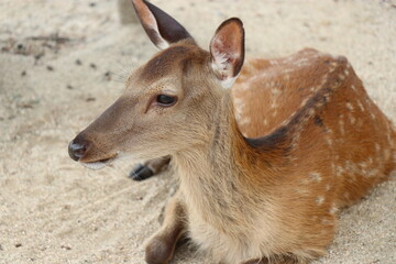 広島県、宮島の風景、厳島神社、工事中の大鳥居、鹿と遊ぶ女の子、参拝する親子